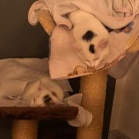 love.katzen4
