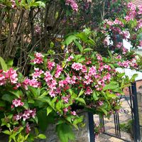 Golden Brown By the Stranglers