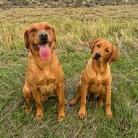 sunnyside_labradors
