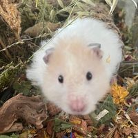 casperthehamsterx