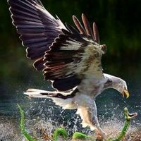 ansarsheikh896