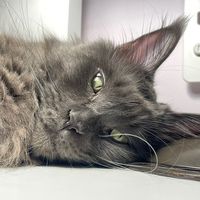 avatarpurrfectlif