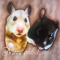 yourl0calhamstergirl