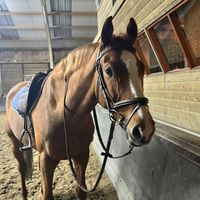 showjumpers.xxx