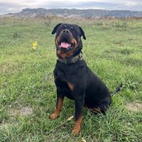 iloverottweilerforever