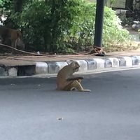 resplendentluminescence