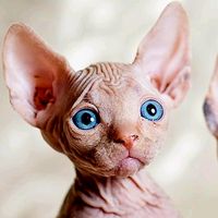 khaby.astuces.tiktok