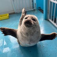 i_lovesealsss