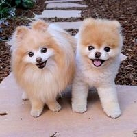 animals.cute995