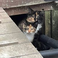 seanrescuesanimals