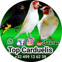top.carduelis