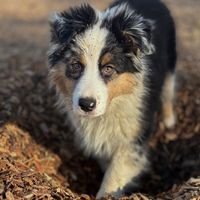 thor_aussie