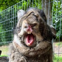 merleundihrekaninchen