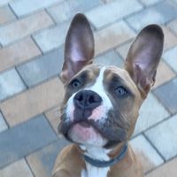 aylathebully