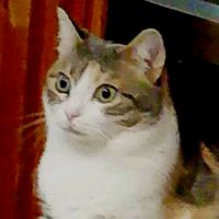 suono originale - WiseCat