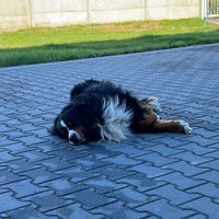 sklepwarzywnysedzinko