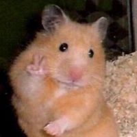 tiktok.kisvrszsombor