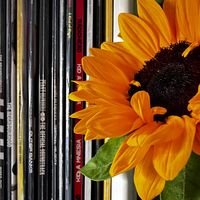 yourfavinylcollector