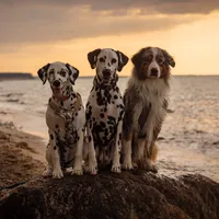 original sound - crazy_cashdogs