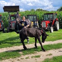 Oporowy dźwięk tylko Tomka