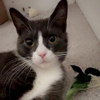 6super_catsis
