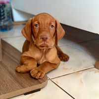 enzothevizslaboy