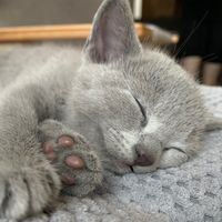 greyruby.com