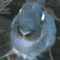 ONE LITTLE HAPPY STAR RUNNING AROUND