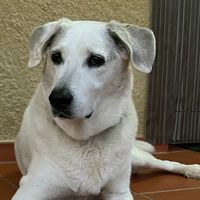 bobi.blanco