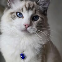 ragdolldimonds