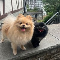 origineel geluid - CockerFanWorld