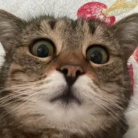 Someone to stay sped up