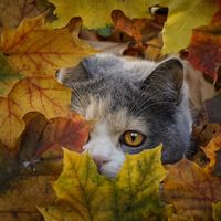 .bestcattrio