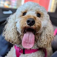 stella.the.cockap