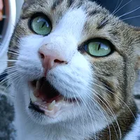 original sound - ladodue83