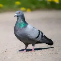 original sound - ptak224