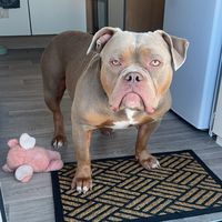 roccothepocketbullyx