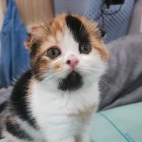 browncatdy