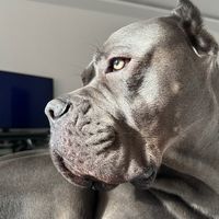 zenthecorso