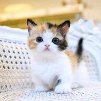 suara asli - LittleStar969