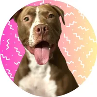 original sound - blue_lapitbull