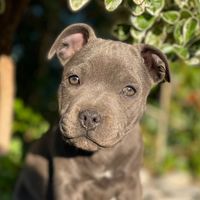 malia.staffie