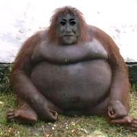 เสียงต้นฉบับ - อุรังอุรัตน์🦍✌️