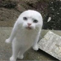 khiacatg_