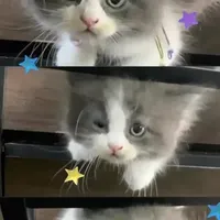 original sound - fallinlovewithcutiecat