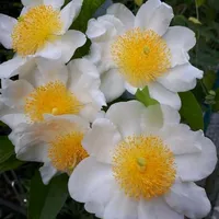 original sound - thatiyayamayaya