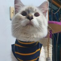 suara asli - bAschfonronsenburg