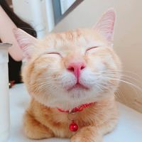 nhạc nền - RyuKama