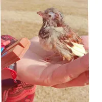 original sound - chuchukhan786