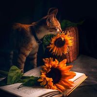 nhạc nền - ミ★๖ۣۜNεʑυƙσ ƙαмαɗσ★彡